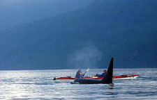 Canada-British Columbia-Johnstone Straight Sea Kayaking
